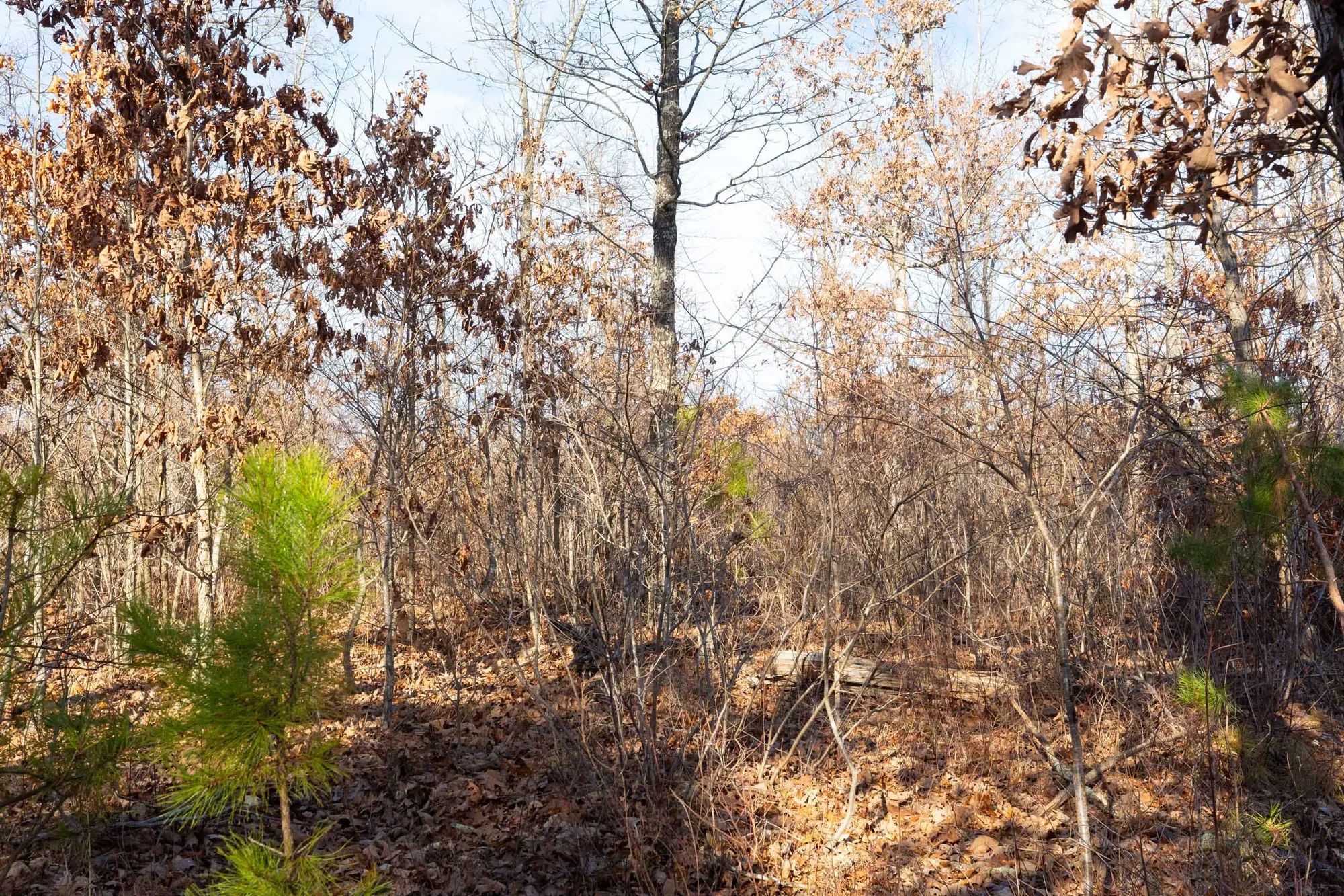 Windy Ridge Tract 8 in Texas County, MO