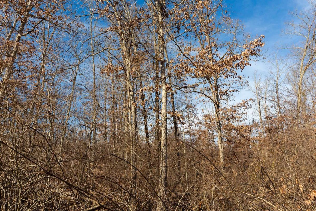 Decorative background for Windy Ridge Tract 8 image 6