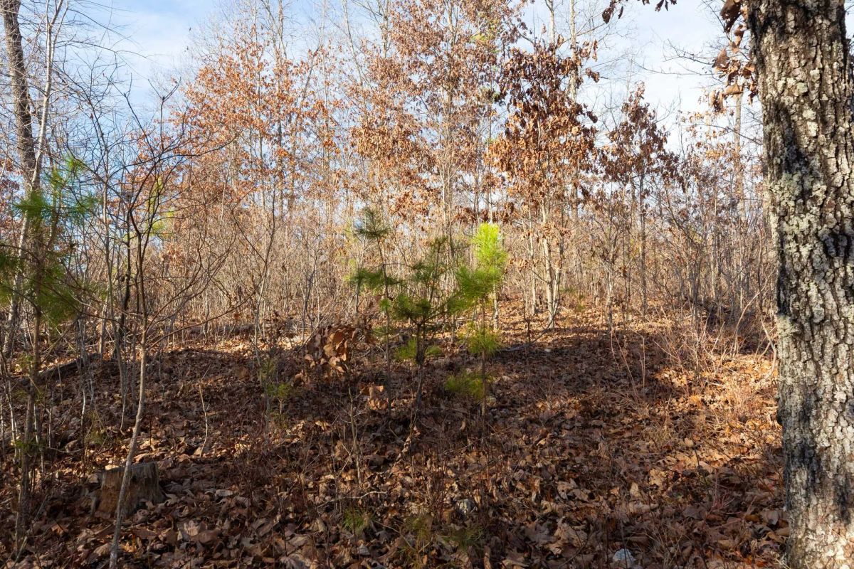 Decorative background for Windy Ridge Tract 8 image 7