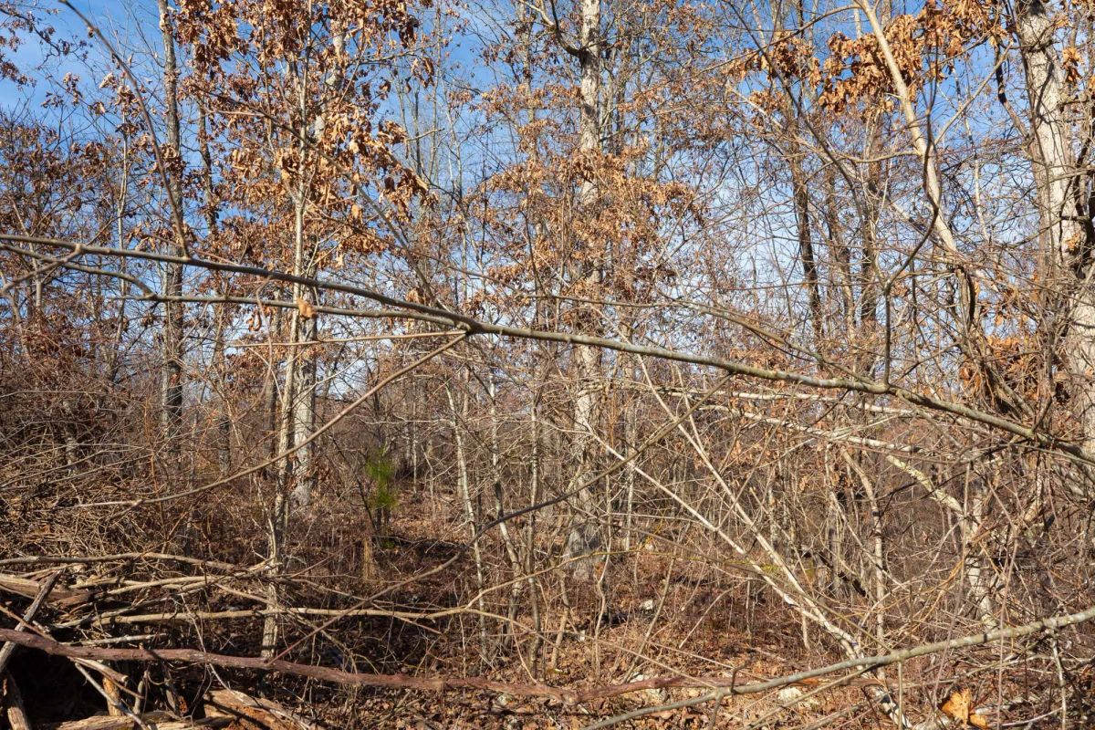 Decorative background for Windy Ridge Tract 8 image 8