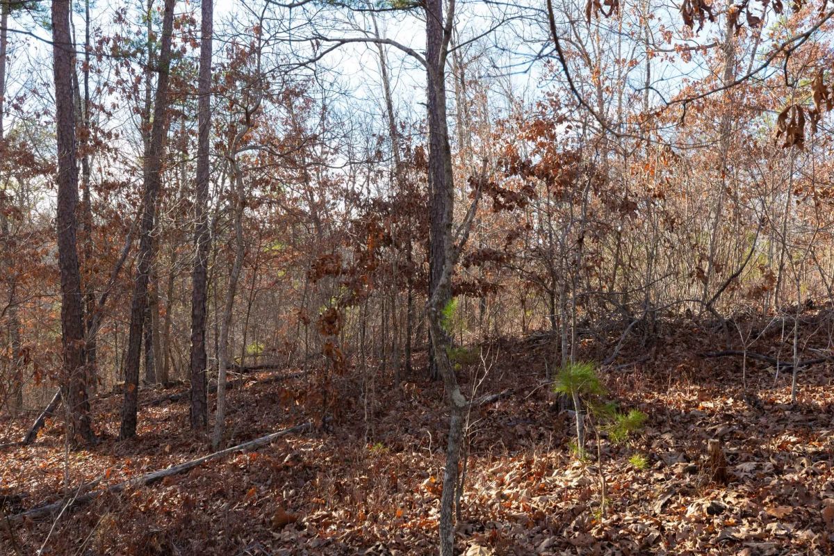 Decorative background for Windy Ridge Tract 8 image 10
