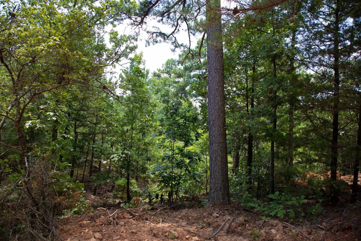 Tyler Stone Ranch Tract 71 - Image 4