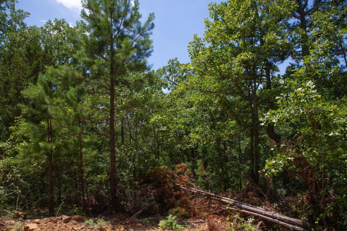 Decorative background for Tyler Stone Ranch Tract 71 image 8