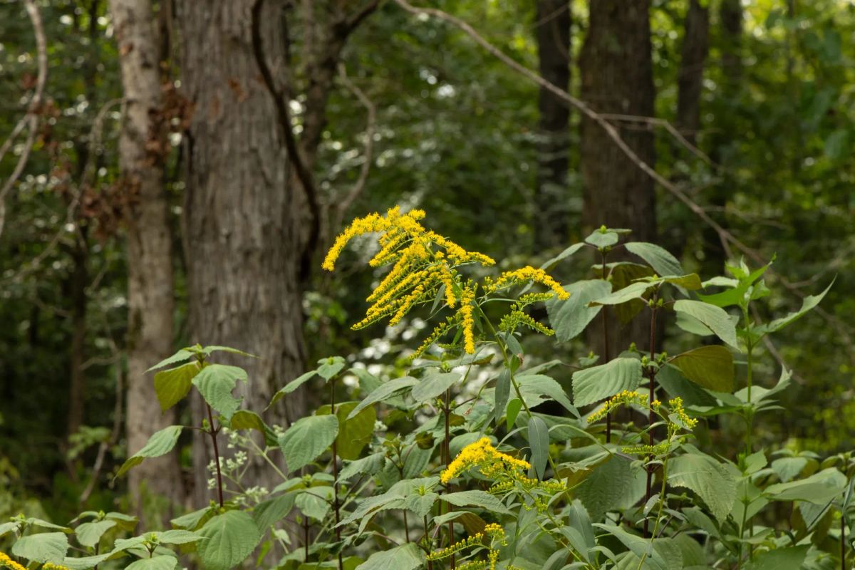 Big White Oak Tract 61 - Image 2