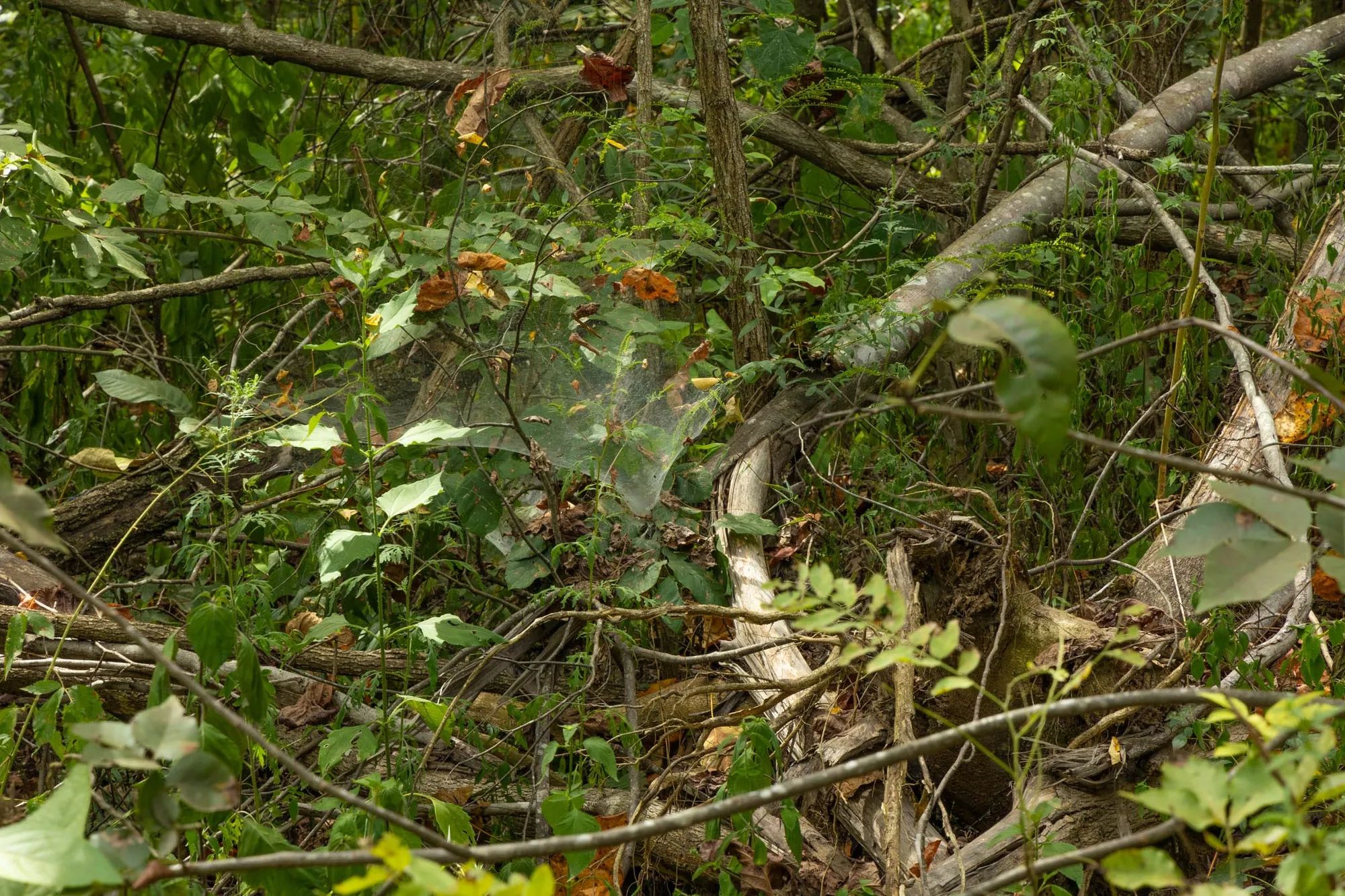 Big White Oak Tract 61 in Perry County, TN