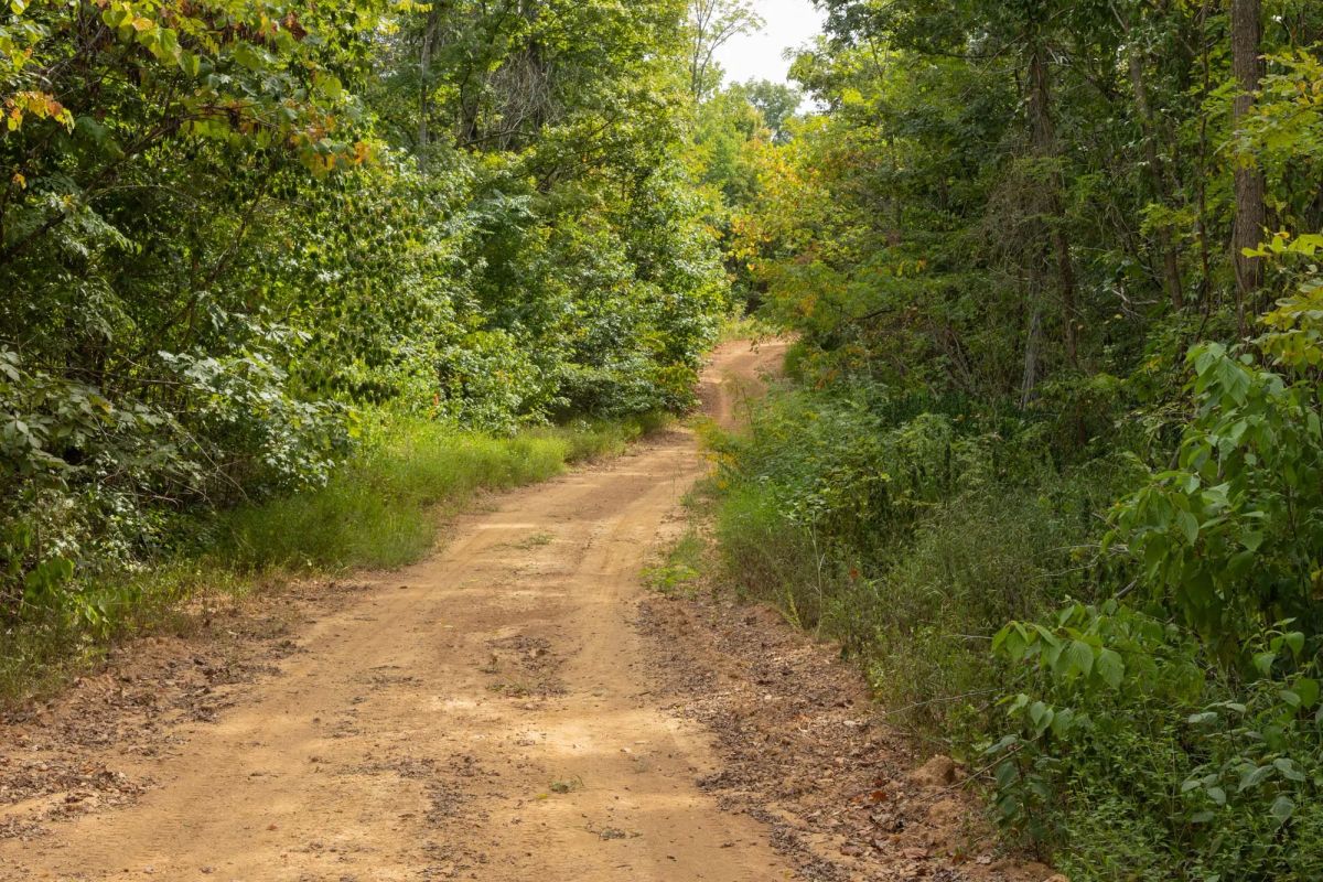 Decorative background for Big White Oak Tract 61 image 5