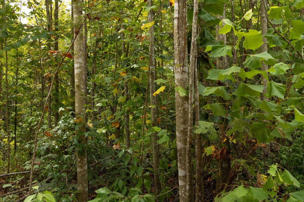 Decorative background for Big White Oak Tract 61 image 6