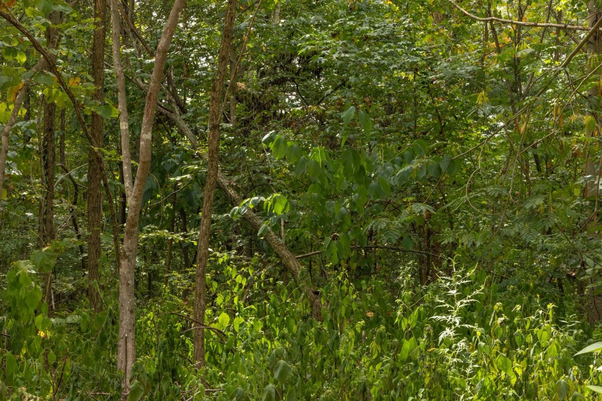 Decorative background for Big White Oak Tract 61 image 7