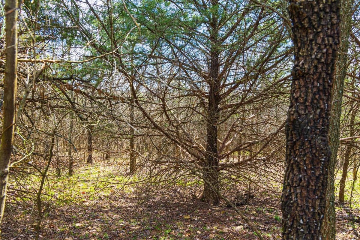 Decorative background for Reserves At Cattail Cove Phase I Tract 34 image 5