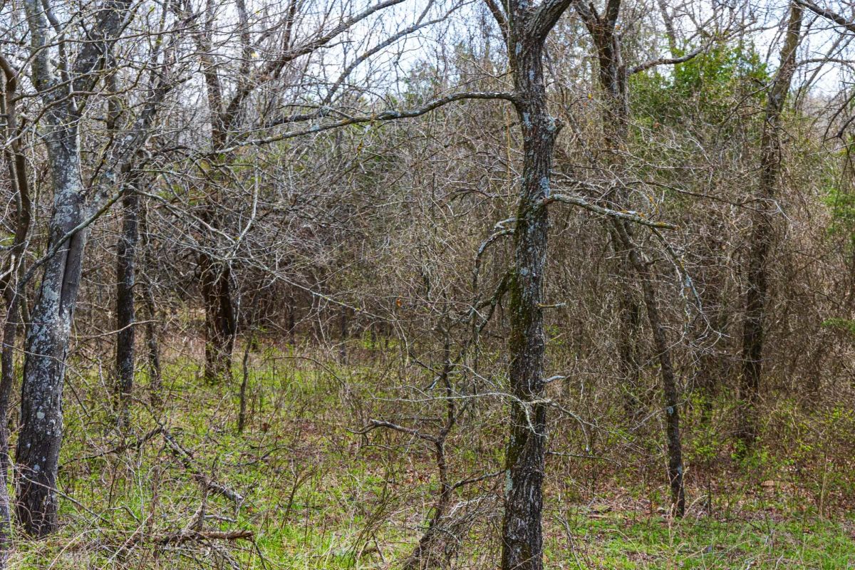 Decorative background for Reserves At Cattail Cove Phase I Tract 34 image 7