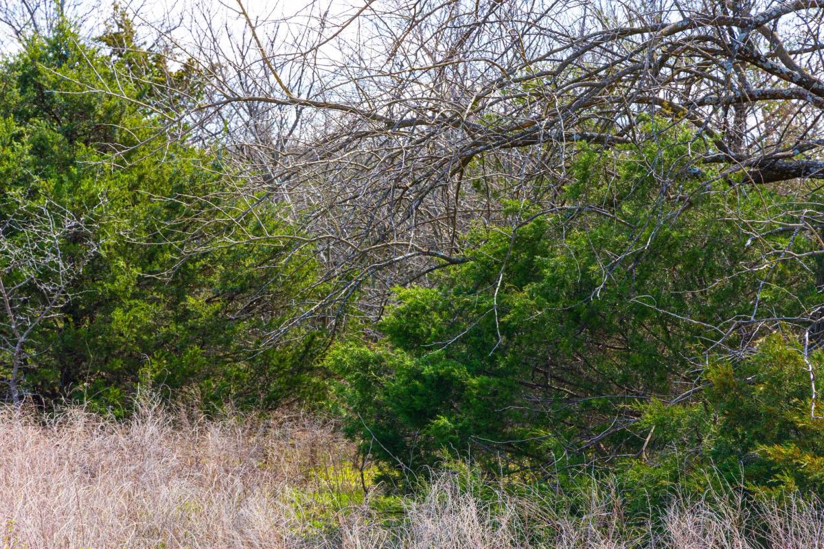 Decorative background for Reserves At Cattail Cove Phase I Tract 34 image 9