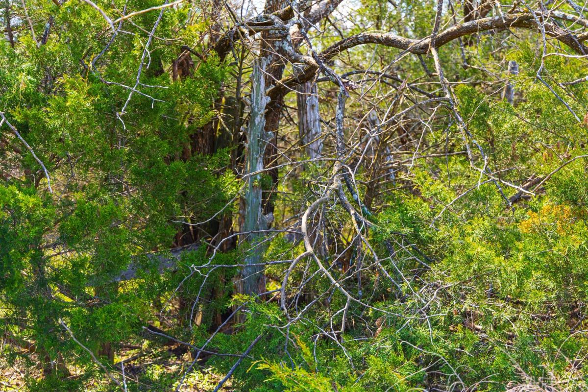 Decorative background for Reserves At Cattail Cove Phase I Tract 34 image 10