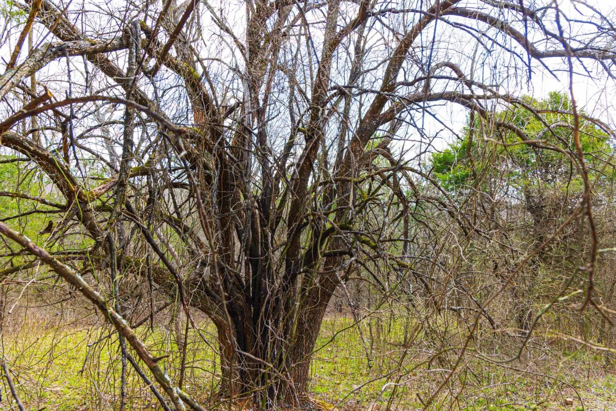 Decorative background for Reserves At Cattail Cove Phase I Tract 34 image 11