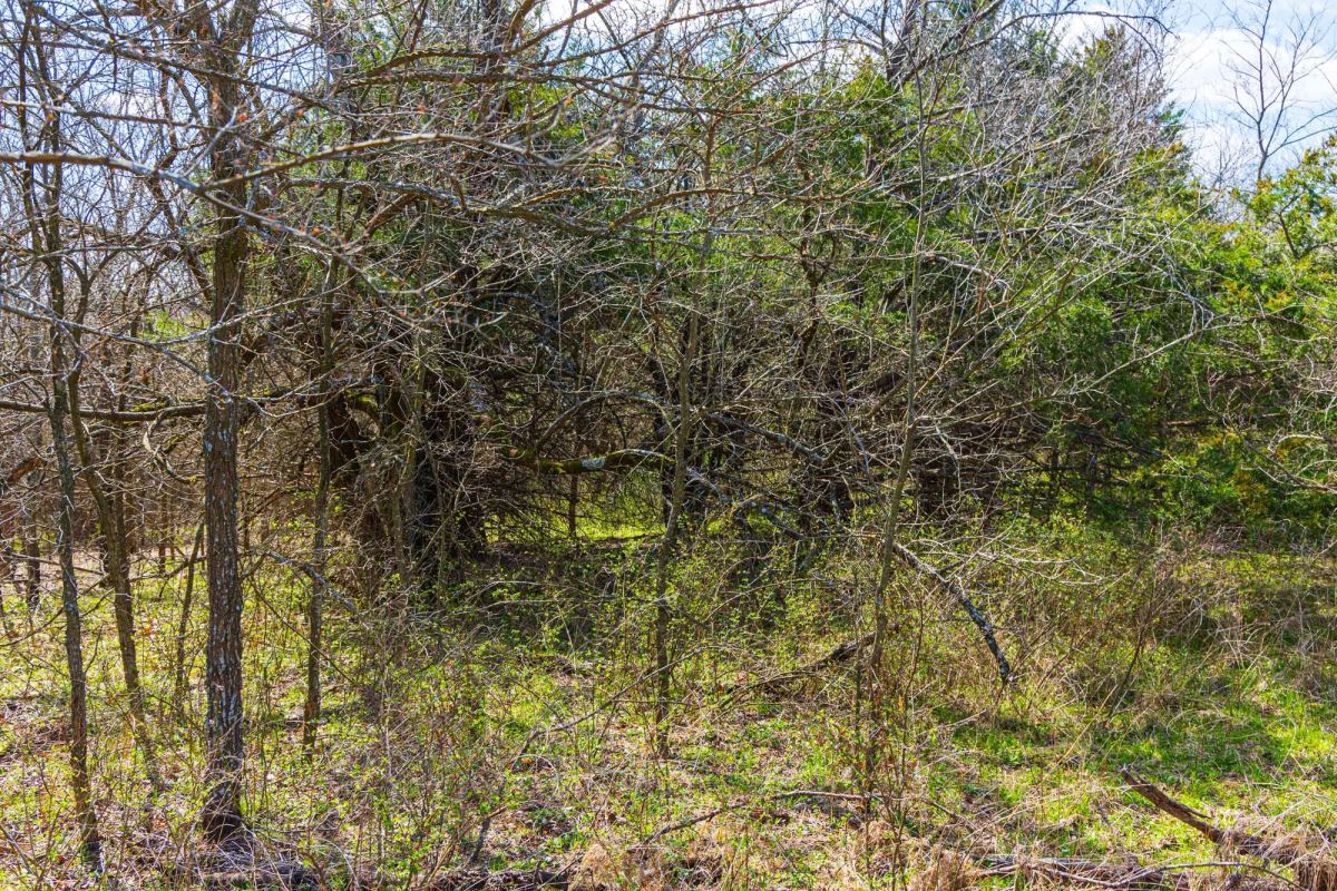 Decorative background for Reserves At Cattail Cove Phase I Tract 34 image 12