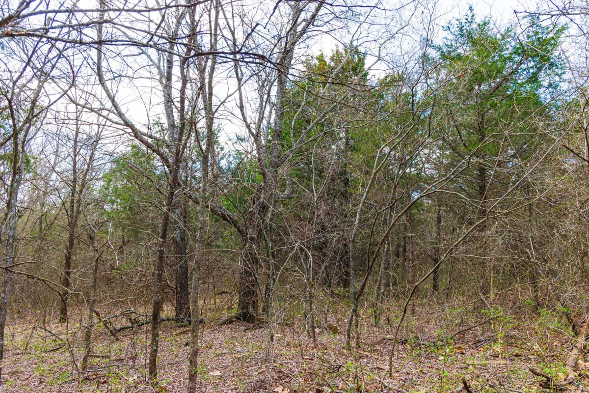 Decorative background for Reserves At Cattail Cove Phase I Tract 34 image 13