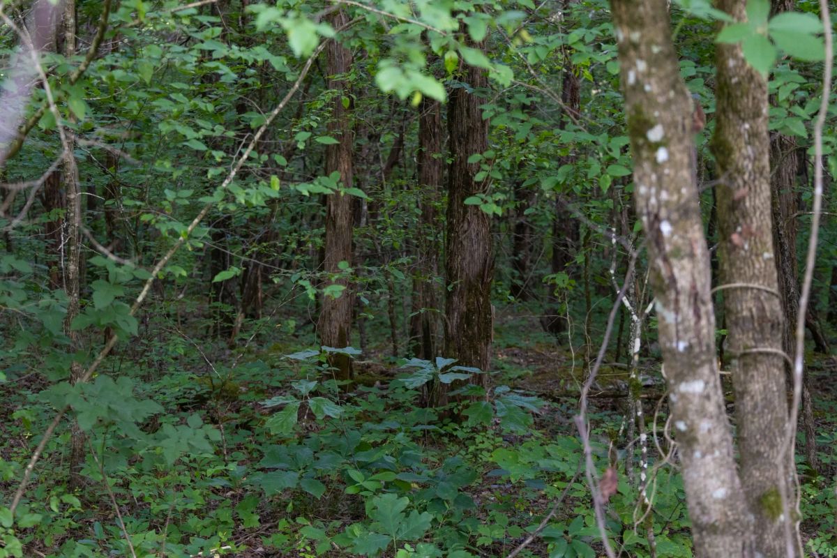 Poppy’s Point Tract 9 - Image 4