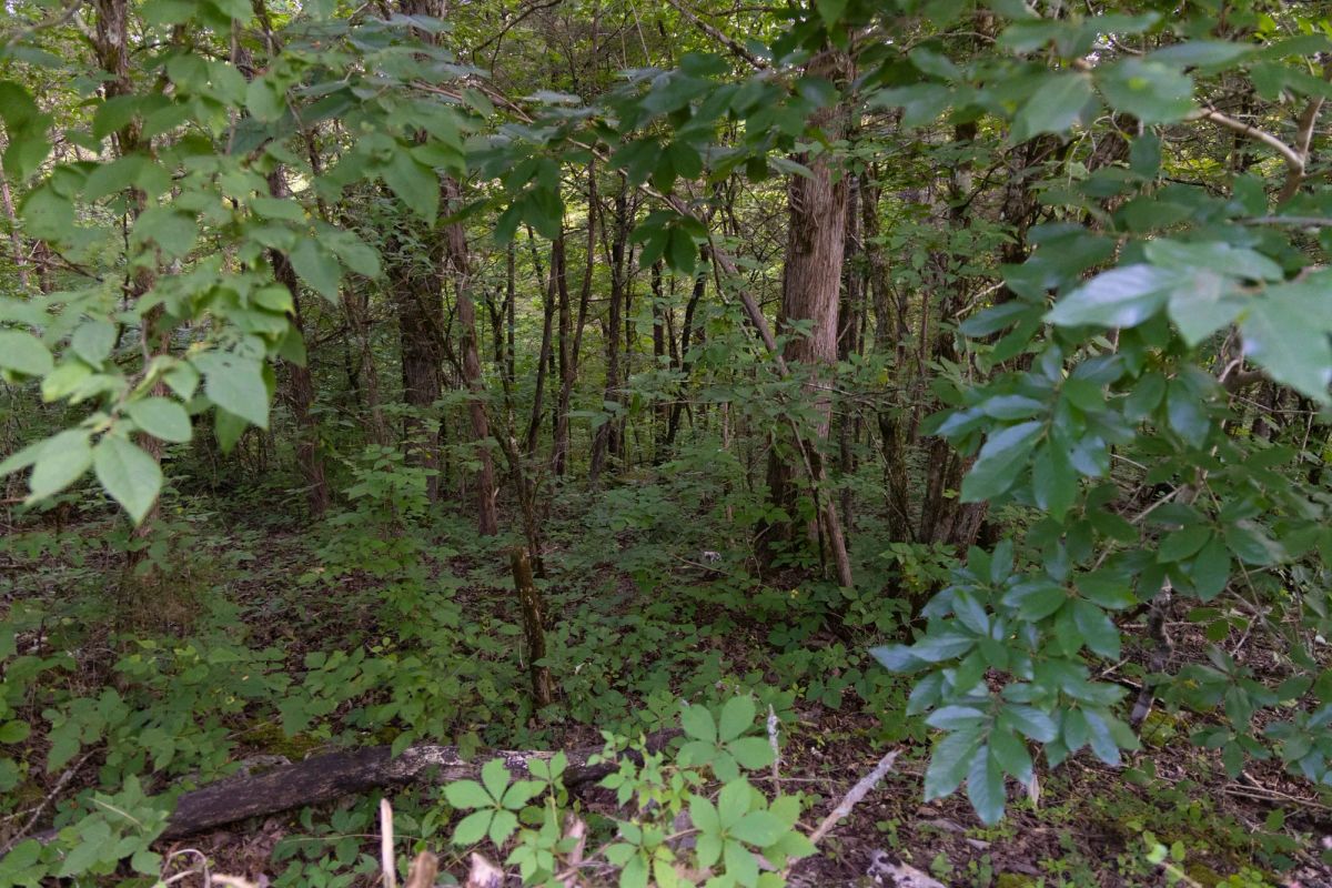Decorative background for Poppy’s Point Tract 9 image 6
