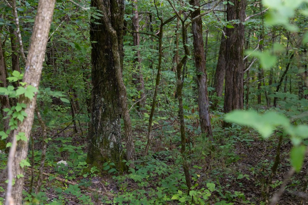 Decorative background for Poppy’s Point Tract 9 image 9