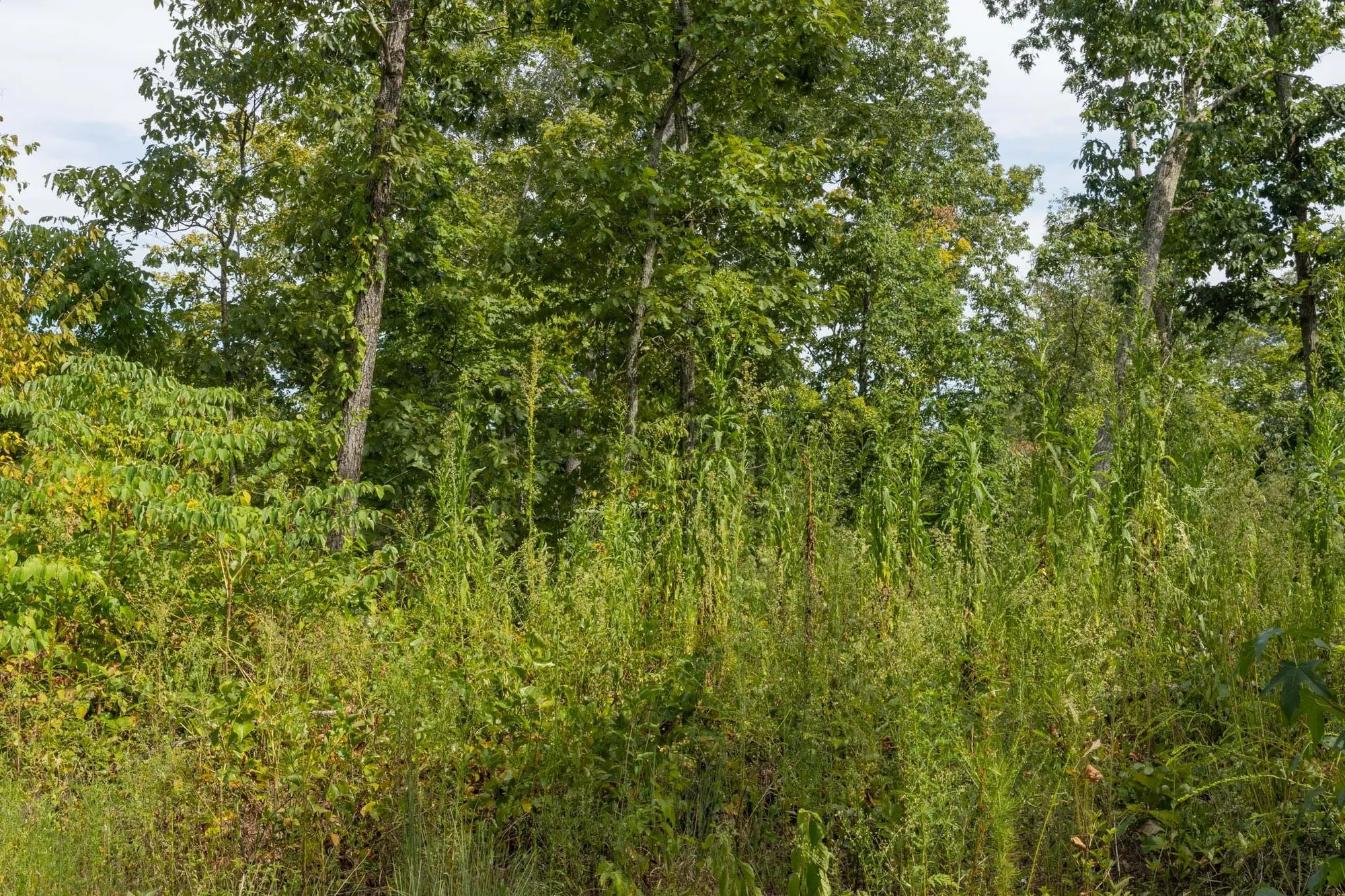 Big White Oak Tract 74 in Perry County, TN