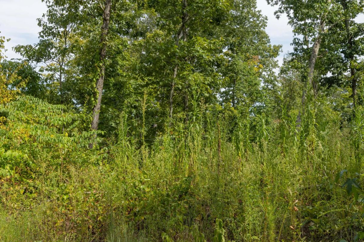 Big White Oak Tract 74 - Image 2