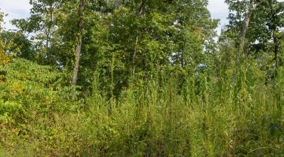 Big White Oak Tract 74 in Perry County, TN