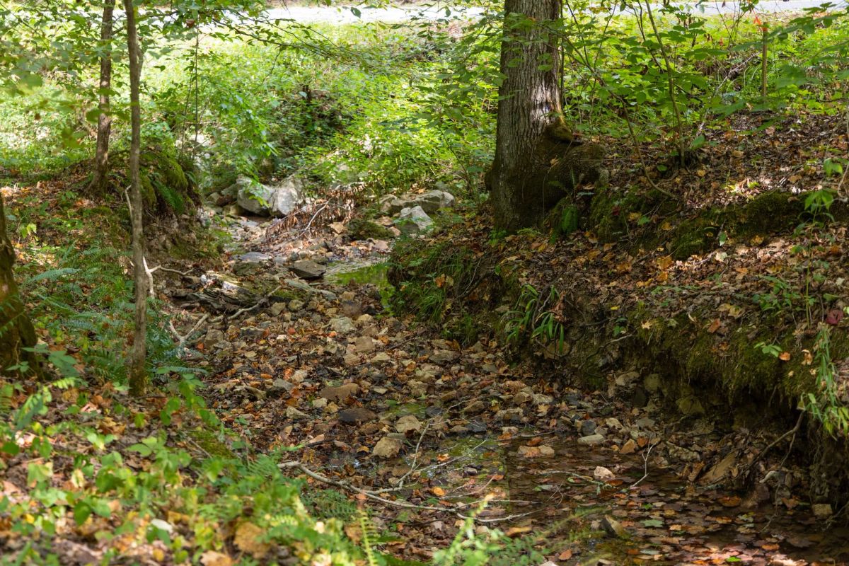 Big White Oak Tract 74 - Image 3