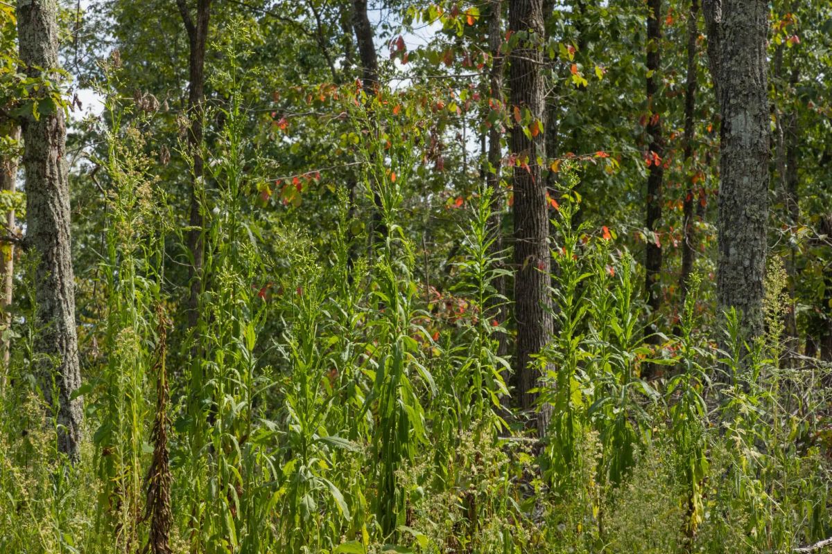 Decorative background for Big White Oak Tract 74 image 5