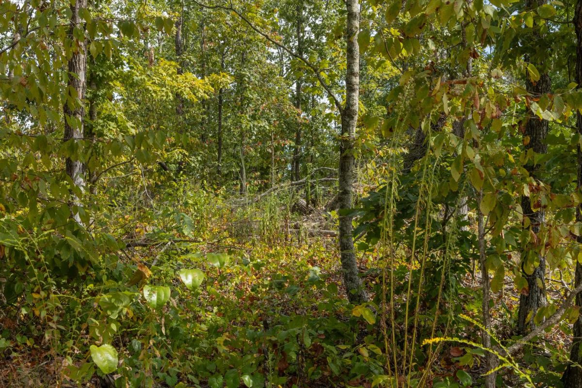 Decorative background for Big White Oak Tract 74 image 6
