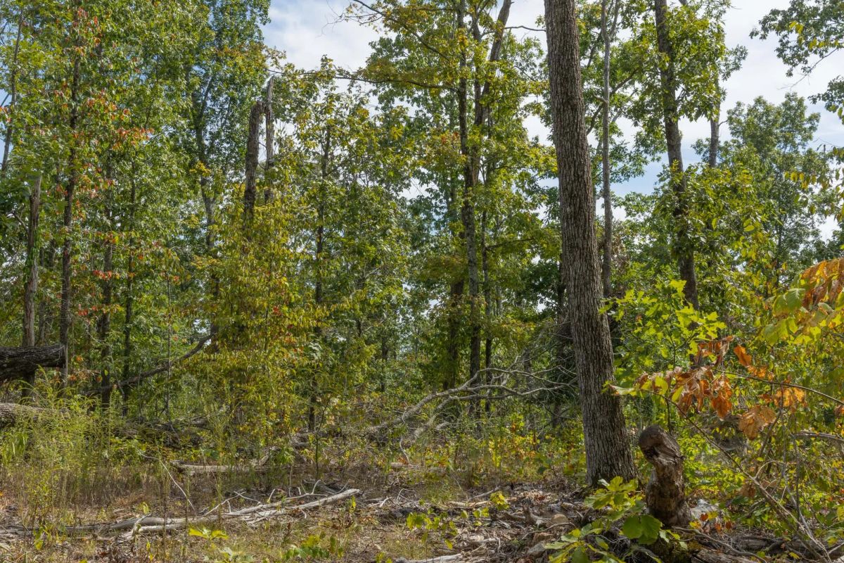 Decorative background for Big White Oak Tract 74 image 8