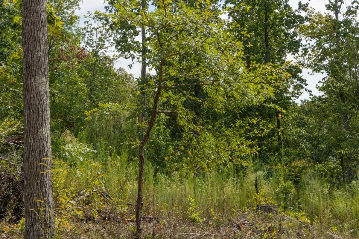 Decorative background for Big White Oak Tract 74 image 9