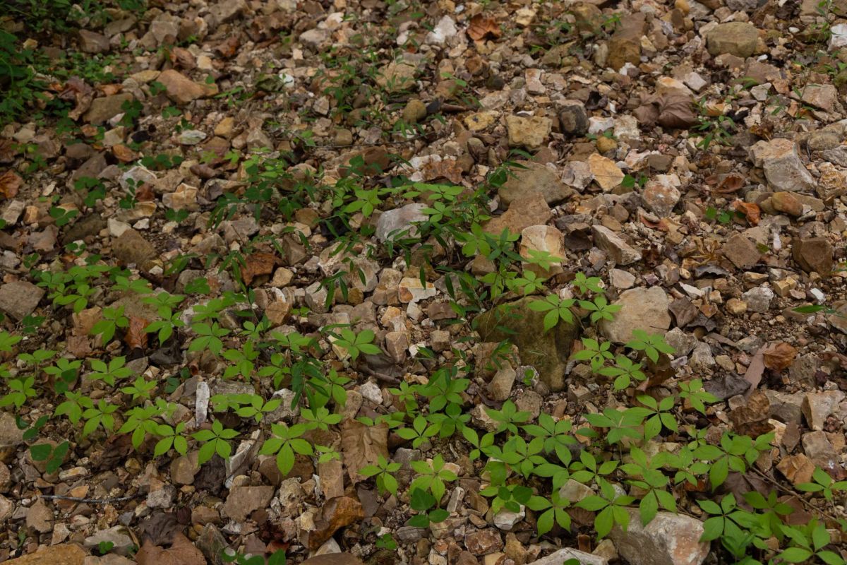 Decorative background for Big White Oak Tract 74 image 10