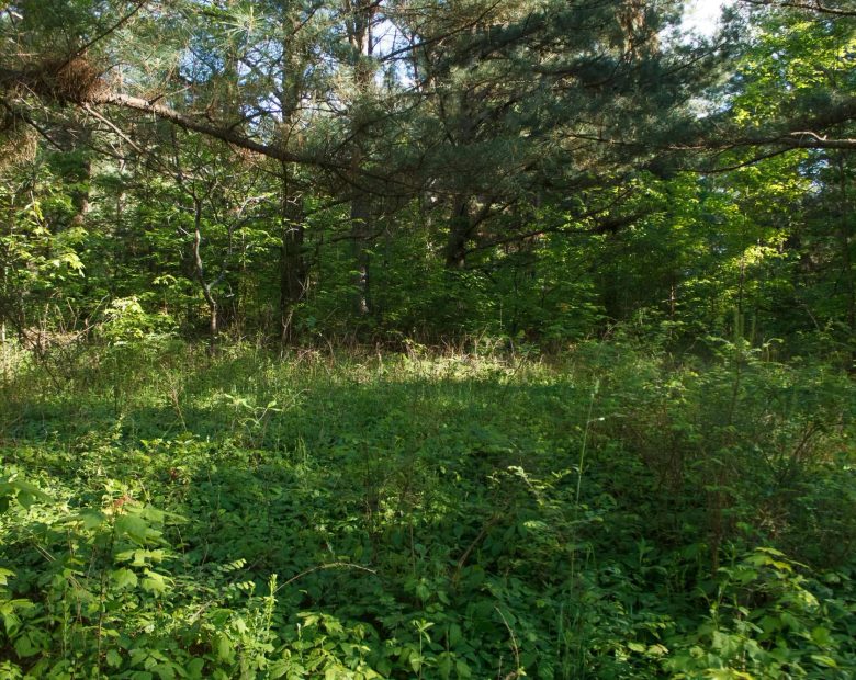 Riverbend Tract 25 in Wayne County, KY