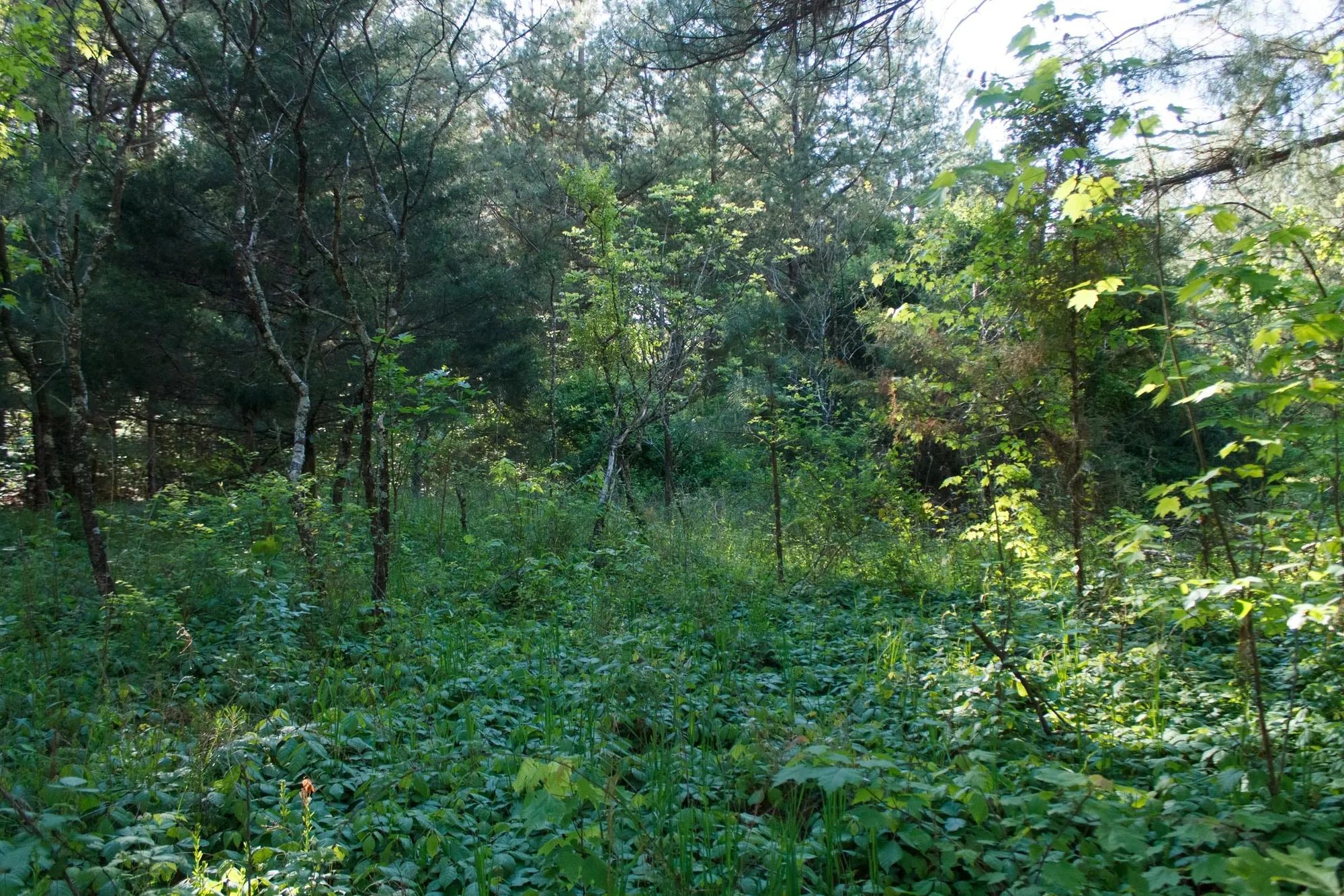 Riverbend Tract 25 in Wayne County, KY