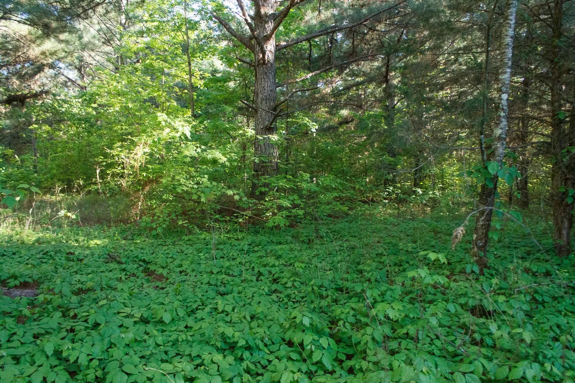 Riverbend Tract 25 in Wayne County, KY