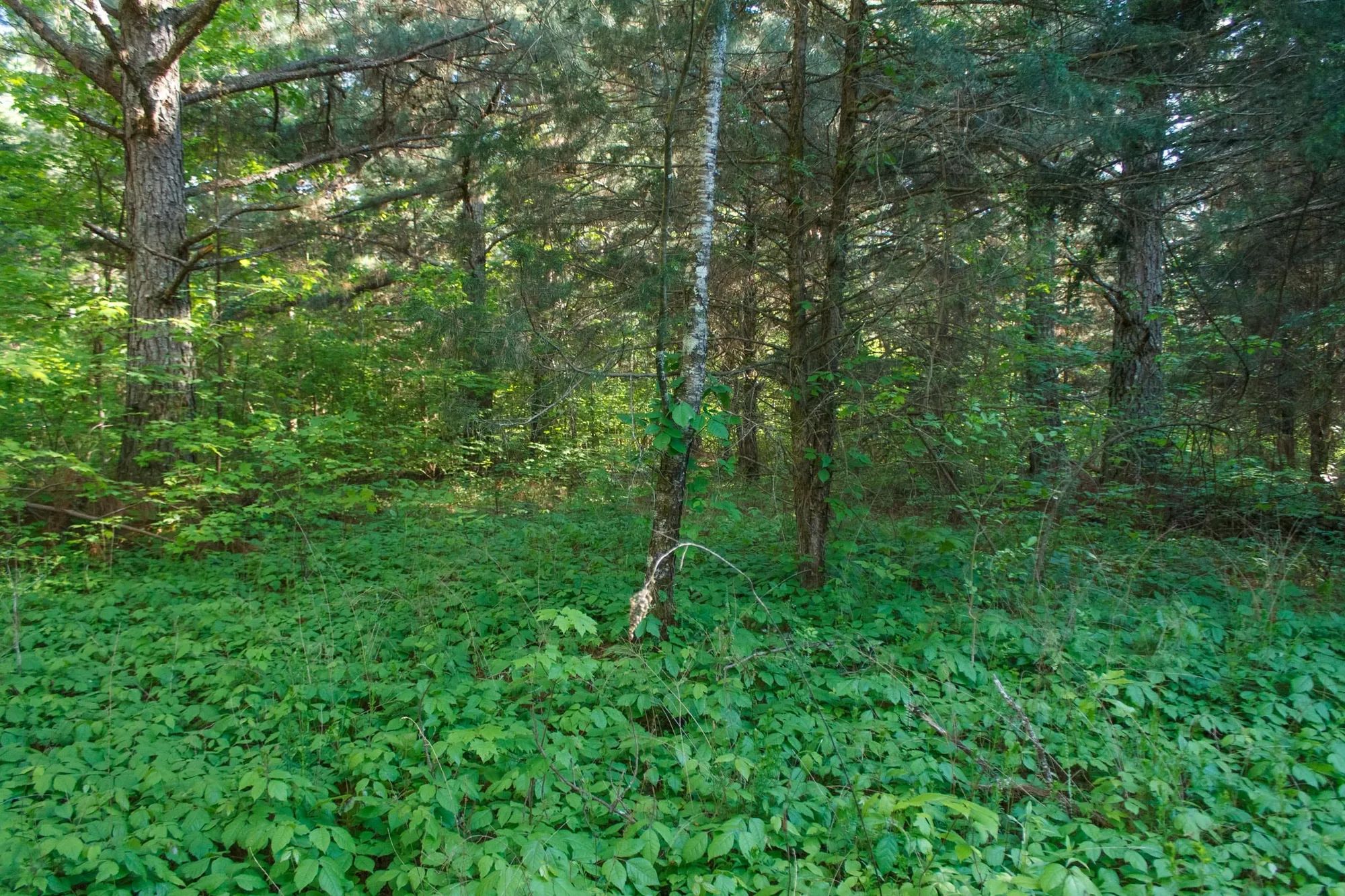 Riverbend Tract 25 in Wayne County, KY