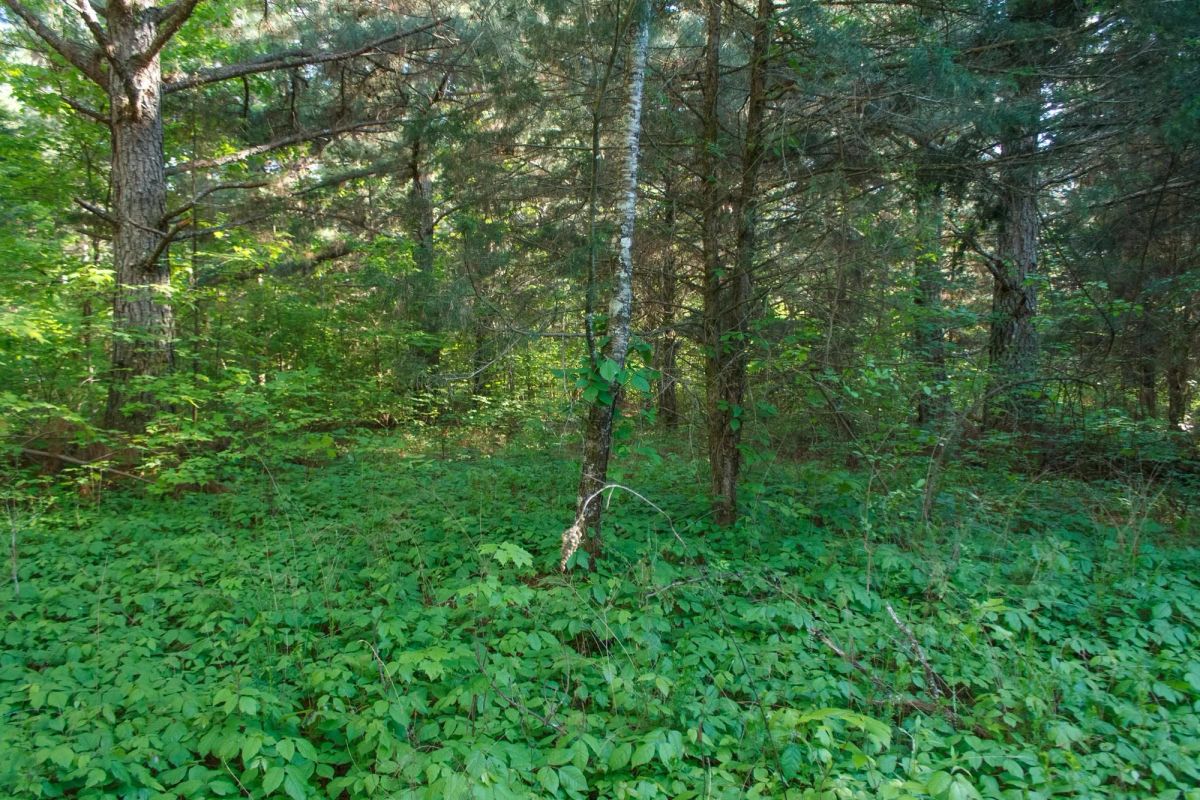 Riverbend Tract 25 - Image 4