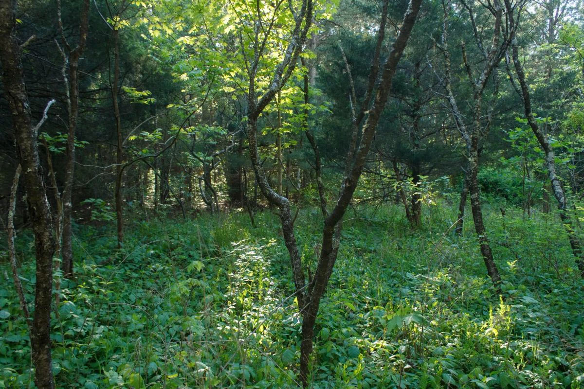 Decorative background for Riverbend Tract 25 image 5