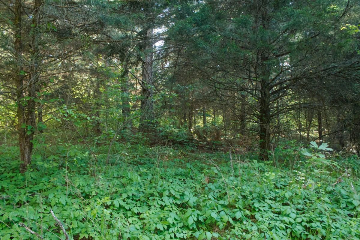 Decorative background for Riverbend Tract 25 image 6