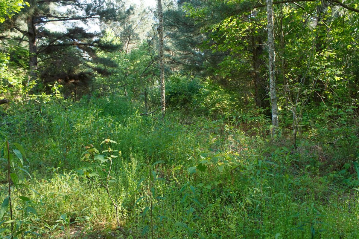 Decorative background for Riverbend Tract 25 image 7