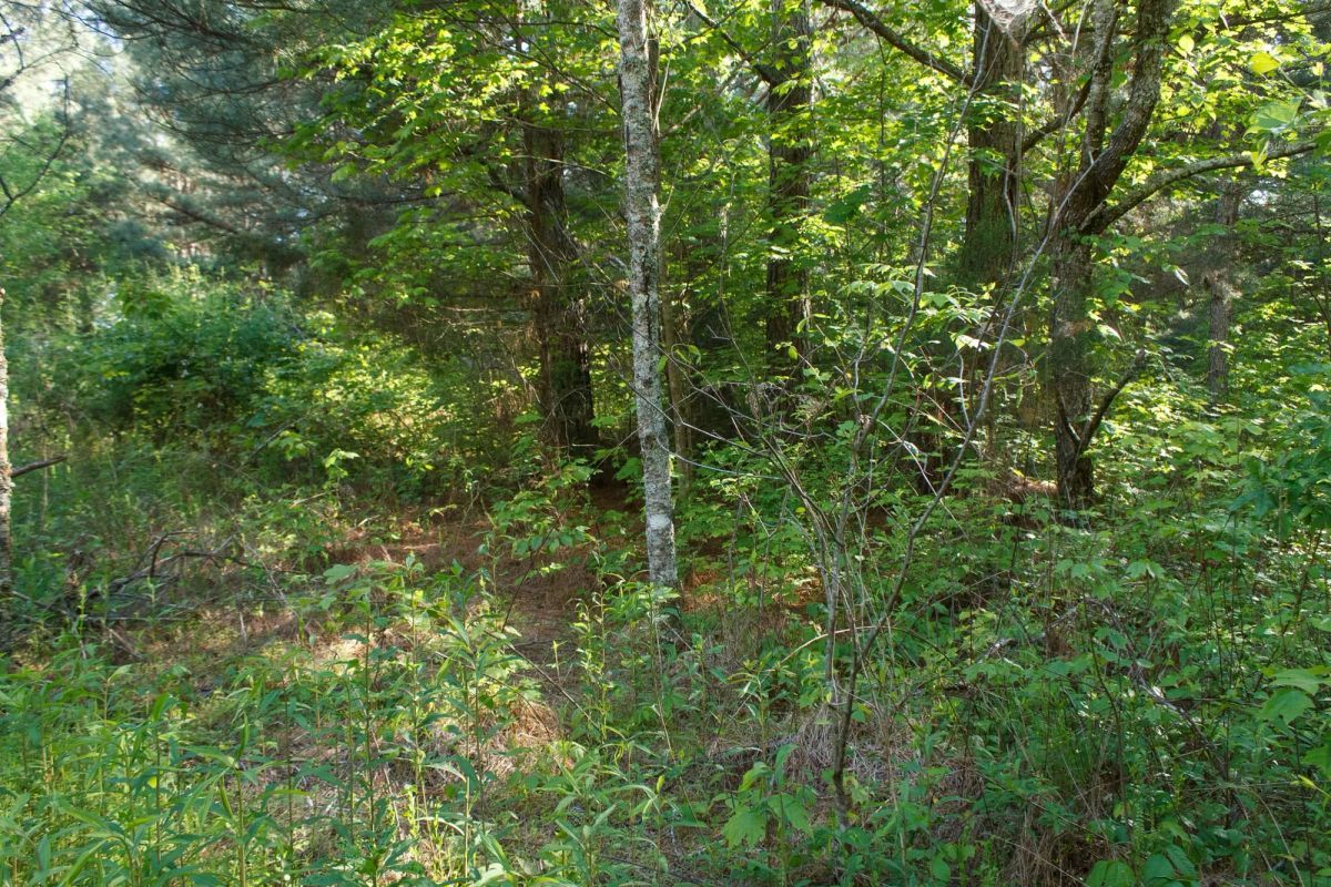 Decorative background for Riverbend Tract 25 image 8