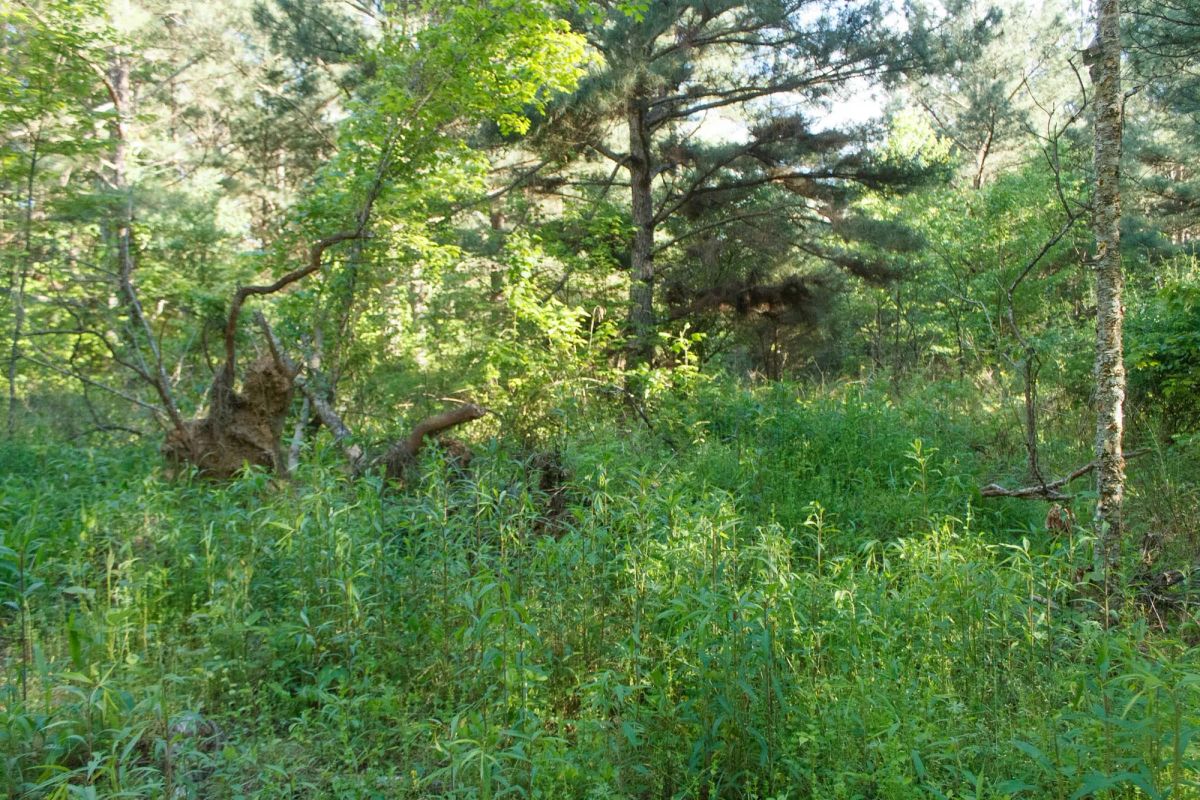 Decorative background for Riverbend Tract 25 image 9