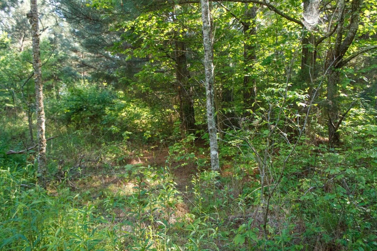 Decorative background for Riverbend Tract 25 image 10