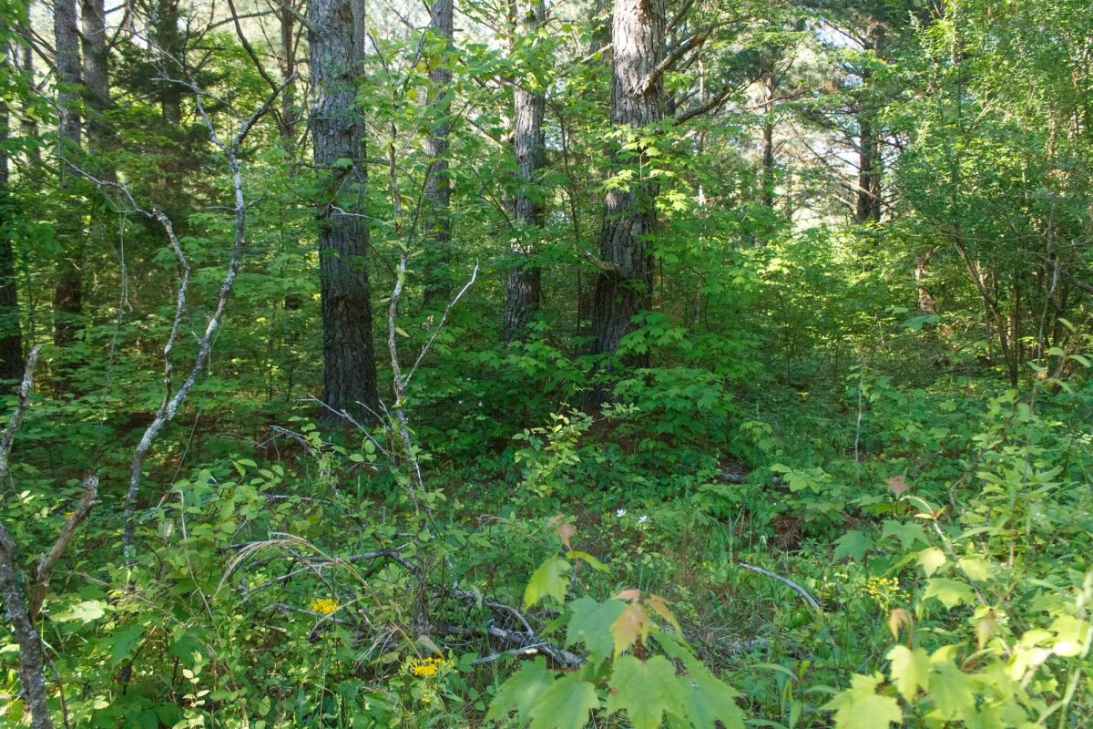 Decorative background for Riverbend Tract 25 image 11