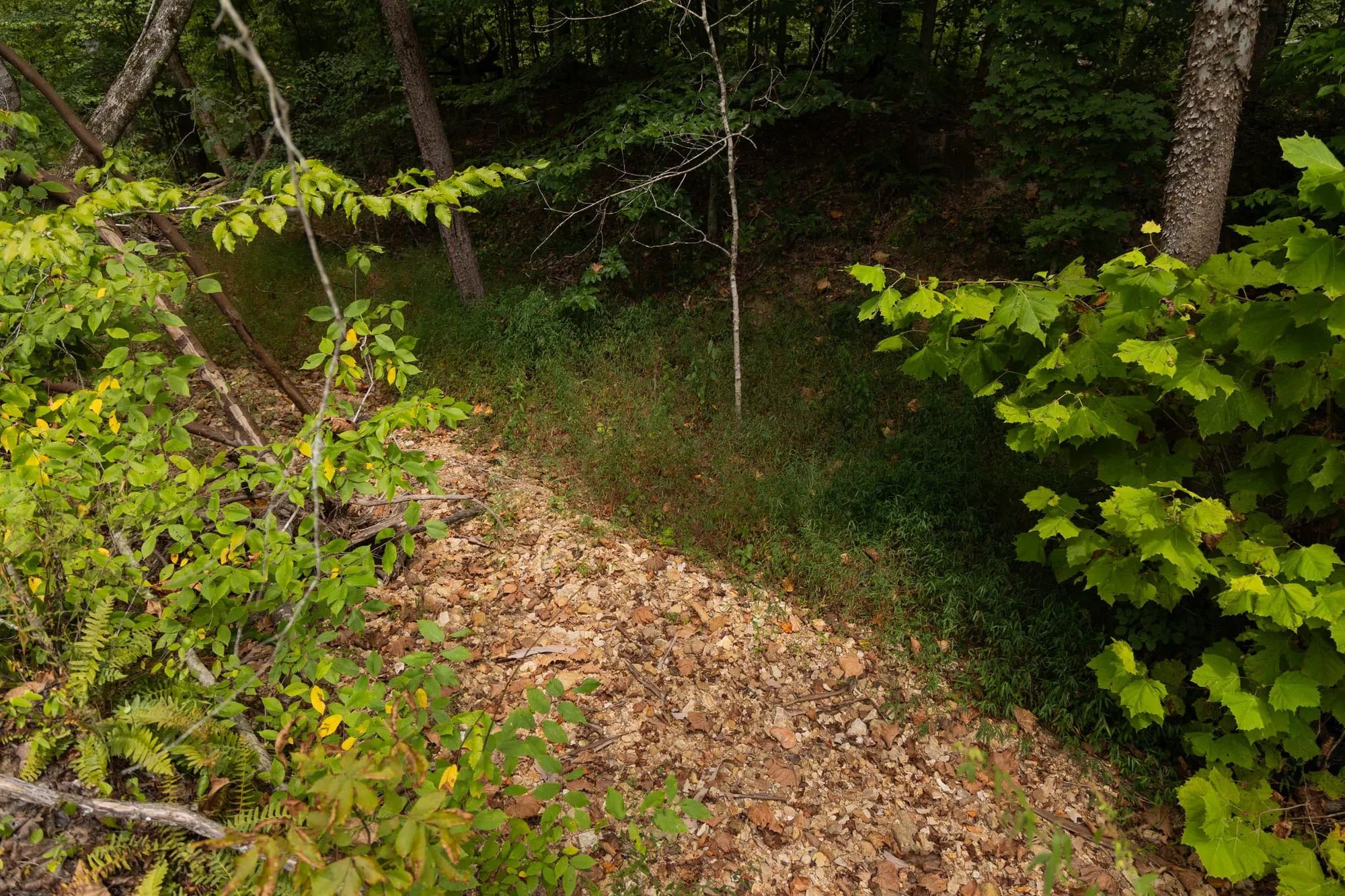 Big White Oak Tract 95 in Perry County, TN