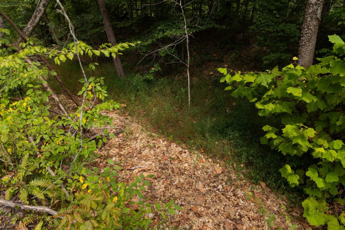 Big White Oak Tract 95 - Image 3