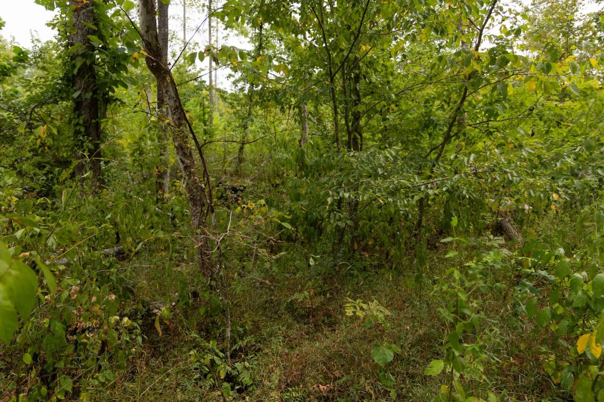 Decorative background for Big White Oak Tract 95 image 5