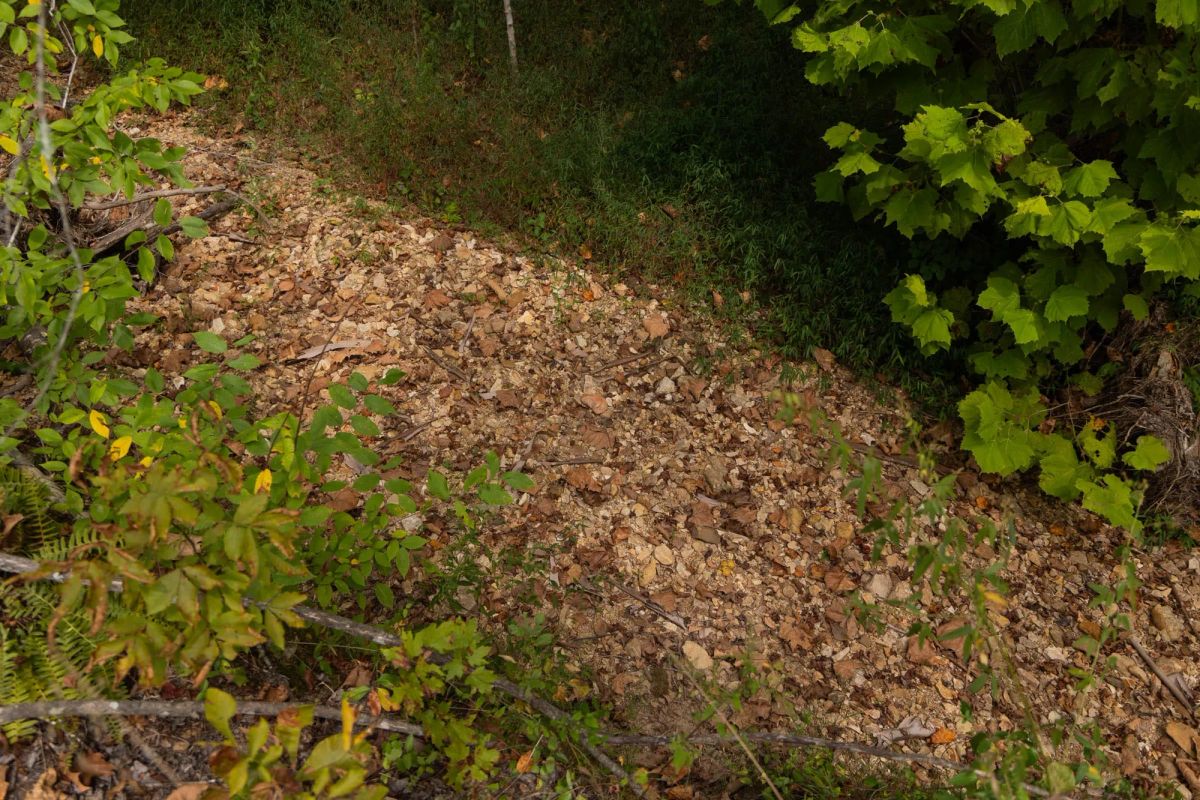 Decorative background for Big White Oak Tract 95 image 6