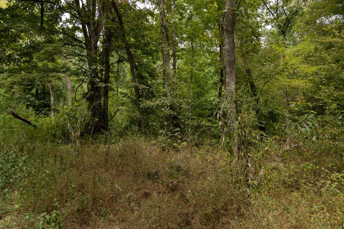 Decorative background for Big White Oak Tract 95 image 7