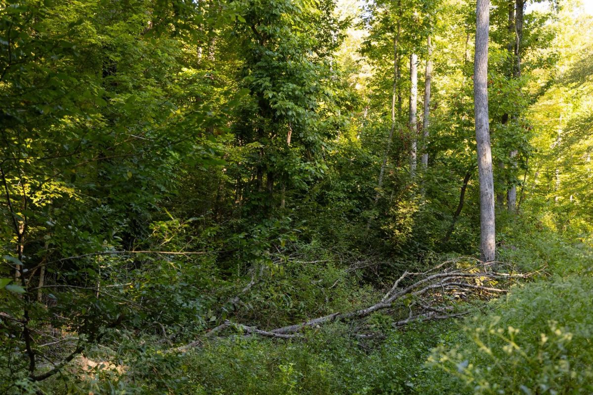 Decorative background for Big White Oak Tract 95 image 8