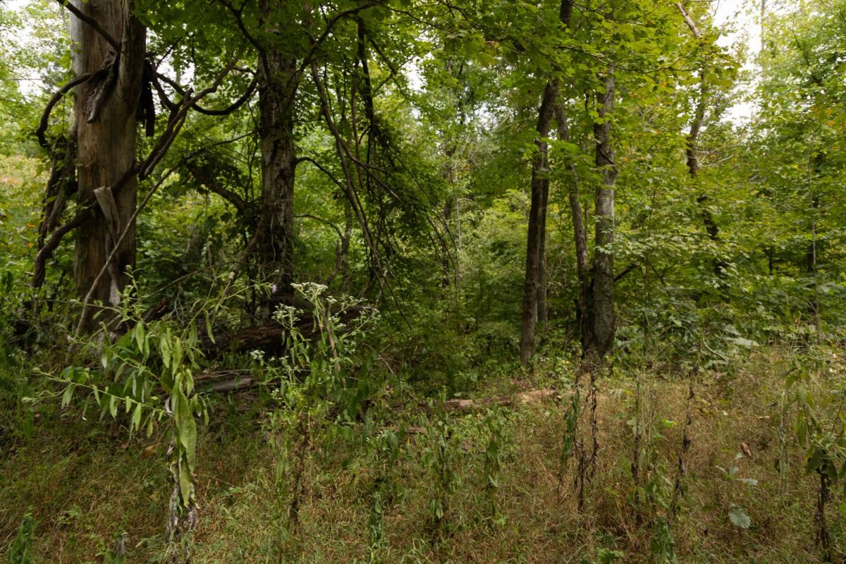 Decorative background for Big White Oak Tract 95 image 9